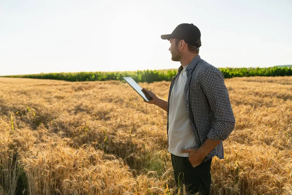 Farmer Examines Field Cereals Sends Data Cloud Tablet Smart Farming — Foto Stock