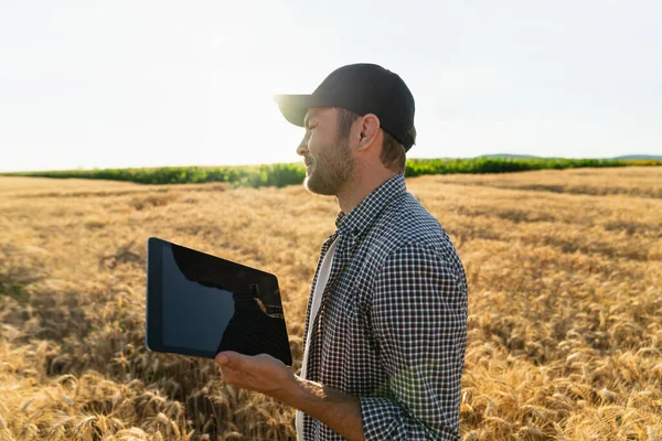 Farmer Examines Field Cereals Sends Data Cloud Tablet Smart Farming — Zdjęcie stockowe
