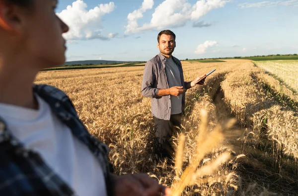 Couple Farmers Examines Field Cereals Sends Data Cloud Tablet Smart — Foto Stock