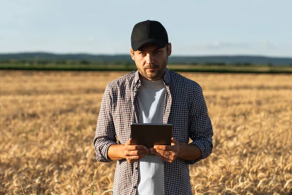 Farmer Examines Field Cereals Sends Data Cloud Tablet Smart Farming — Stockfoto