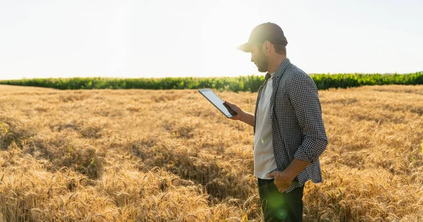 Farmer Examines Field Cereals Sends Data Cloud Tablet Smart Farming — Foto Stock