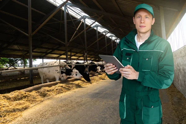 Petani Dengan Komputer Tablet Memeriksa Sapi Peternakan Susu Konsep Manajemen — Stok Foto