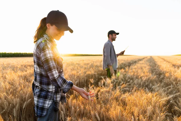Couple Farmers Examines Field Cereals Sends Data Cloud Tablet Smart —  Fotos de Stock