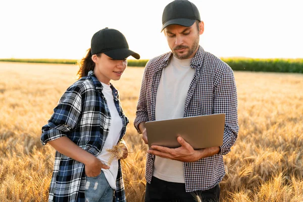 Couple Farmers Examines Field Cereals Sends Data Cloud Digital Tablet — 스톡 사진