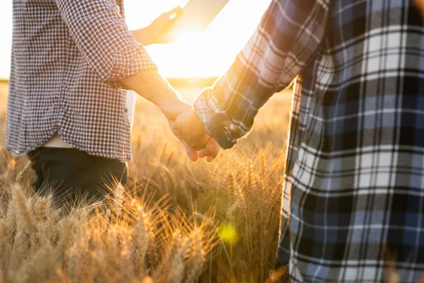 Couple Farmers Plaid Shirts Caps Holding Hands Agricultural Field Wheat — Foto de Stock
