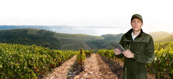 Farmer with digital tablet on the background of a vineyard. Smart farming and digital agriculture concept