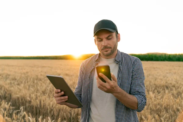 Bearded farmer with mobile phone and digital tablet in agricultural field at sunset