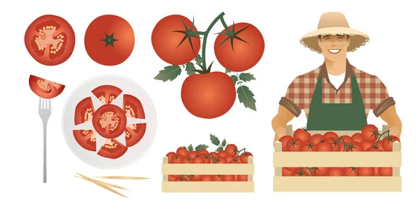 Tomatoes Illustrations Set Farmer Carrying Box Tomatoes Isolated White Background — Stock Vector