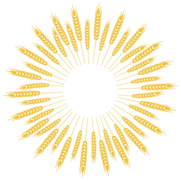 Circle Formed Golden Ears Wheat Isolated White Background Simulating Radiant — Stock Vector