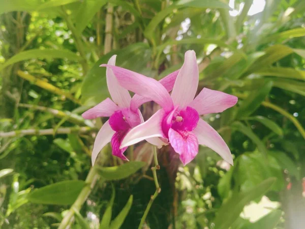 Focus Purple Orchids Live Borneo — Stock Photo, Image