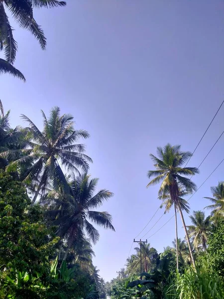 Kokosowe Drzewo Przeciwko Błękitnemu Niebu Słoneczny Dzień — Zdjęcie stockowe