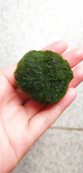 Focus image on a 5 cm marimo moss ball in hand.