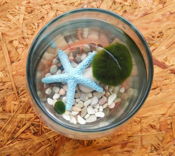 The photo focuses on two Marimo moss balls in a mini aquarium along with natural stones and blue starfish