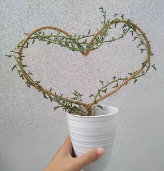 Focus String Dolphin Succulents Creeping Heart Shaped Trellis Succulent Uses — Stock Photo, Image