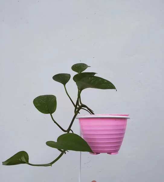 Epipremnum Aureum Plant Grows Dangling Pink Pot Royalty Free Stock Images