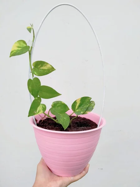 Epipremnum Aureum Plant Growing Trellis Oval Royalty Free Stock Images