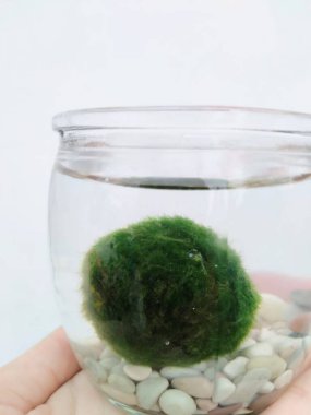 Cam bir vazoda Marimo.