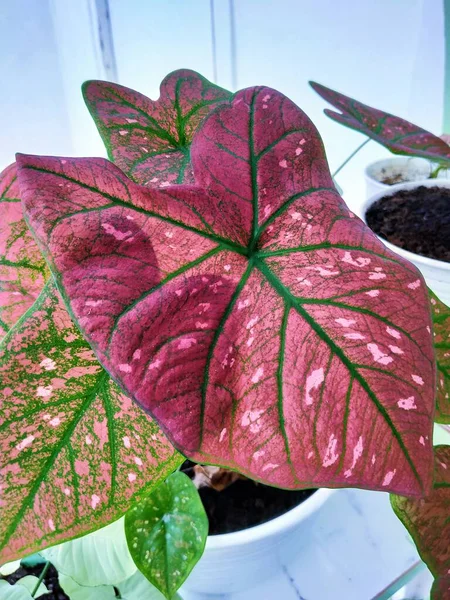 Lees Bladcaladium Plant Met Bladeren Groene Spin Caladium — Stockfoto