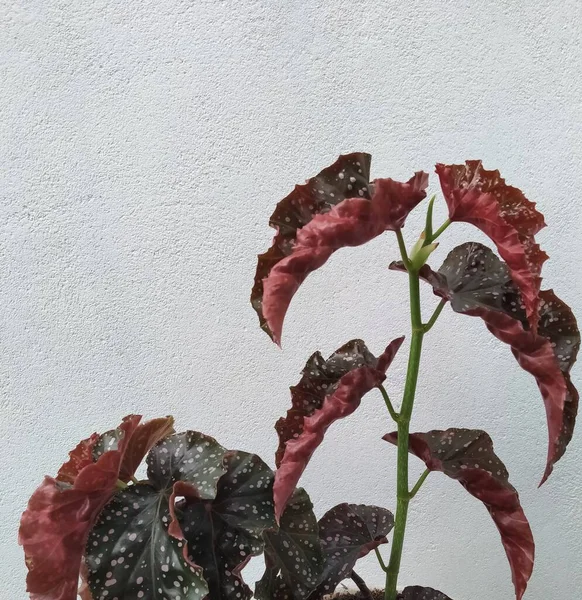 Hojas Polkadot Rojo Sobre Fondo Blanco —  Fotos de Stock