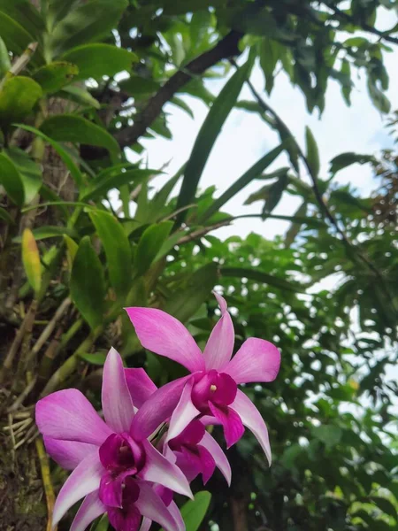 Hermosas Flores Jardín Orquídea Púrpura Borneo —  Fotos de Stock