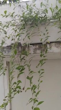 Lee Kwan kahverengi tencerede sallanan bir porsuk bitkisi. Koruyucu bitki olarak kullanılabilir.