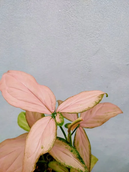 beautiful Syngonium Pink Plant with white background, natural wallpaper