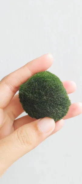 Hand Holding Live Japanese Moss Marimo Moss Ball Stock Photo