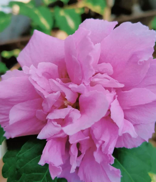 Рожева Квітка Саду Влітку Крупним Планом Фон Текстури — стокове фото