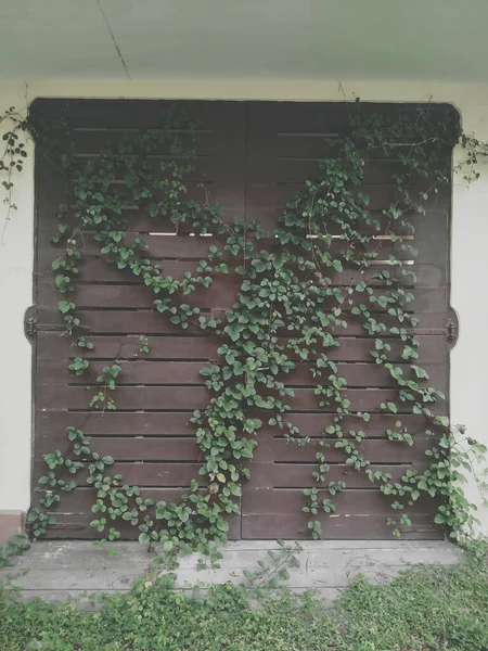 Άγρια Φυτά Σκαρφαλώνουν Στην Πόρτα Του Γκαράζ — Φωτογραφία Αρχείου