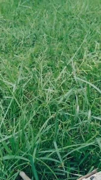 風に吹かれる草の映像 — ストック動画