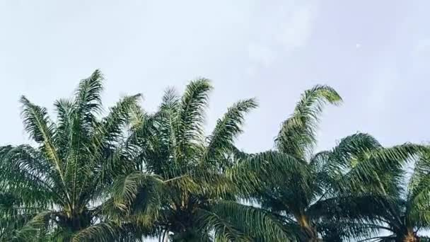 바람에 기름야자 나무들 인도네시아의 와이트 — 비디오