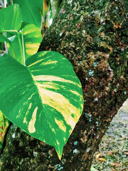 Folhas Verdes Uma Árvore Com Musgo Papel Parede Natural — Fotografia de Stock