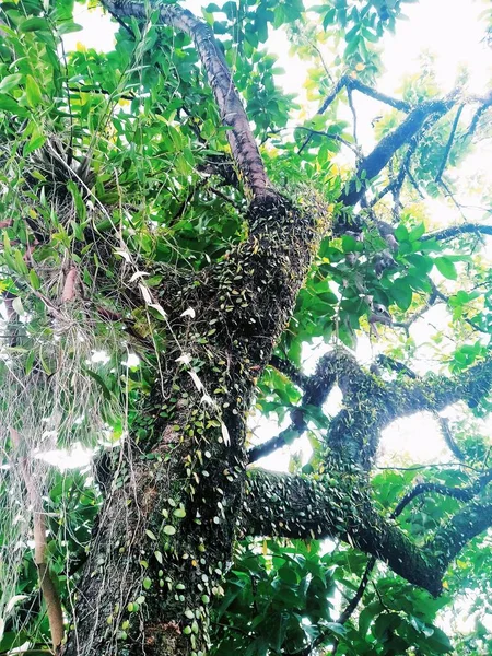 Waldorchideen Wachsen Auf Rambutanbäumen — Stockfoto