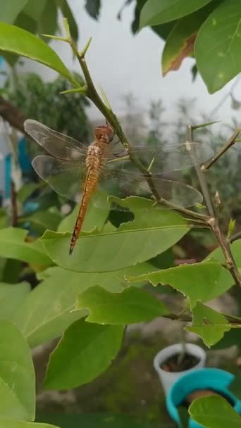 Video Una Libélula Saltamontes Posados Sobre Naranjo Puedes Ver Las — Vídeos de Stock