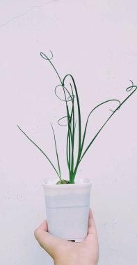 Genç ve güzel bir kadın, beyaz bir arka planda saksıda bitki tutuyor..