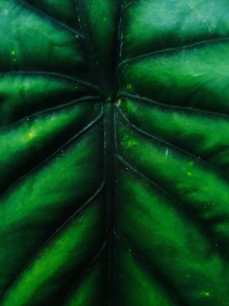 Grüne Blätter Flora Und Laub — Stockfoto