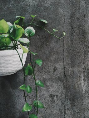 Siyah arkaplanda yeşil yapraklar