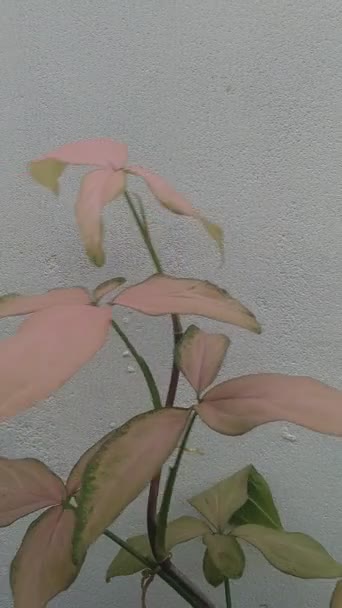 Video Pink Syngonium Plant Blowing Wind — Stock Video