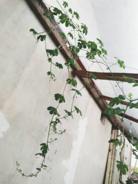 Yeşil bir evde yetişen acı kavun bitkisi..