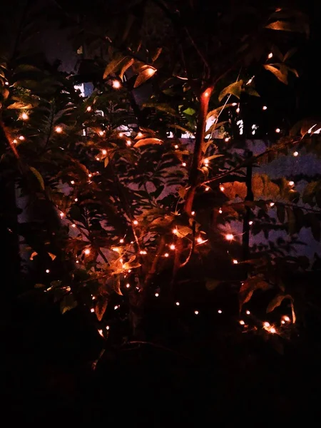 Strom Dekorativními Světly — Stock fotografie