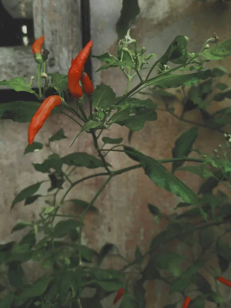 Plantas Chile Que Están Dando Frutos —  Fotos de Stock