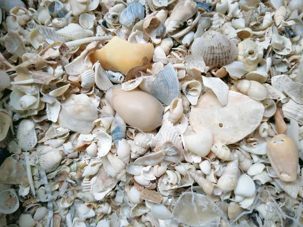 Sea Shells Beach — Stock Photo, Image