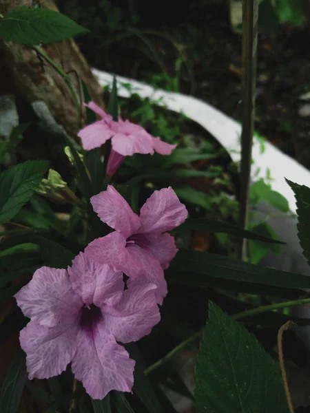 Bel Colpo Botanico Carta Parati Naturale — Foto Stock