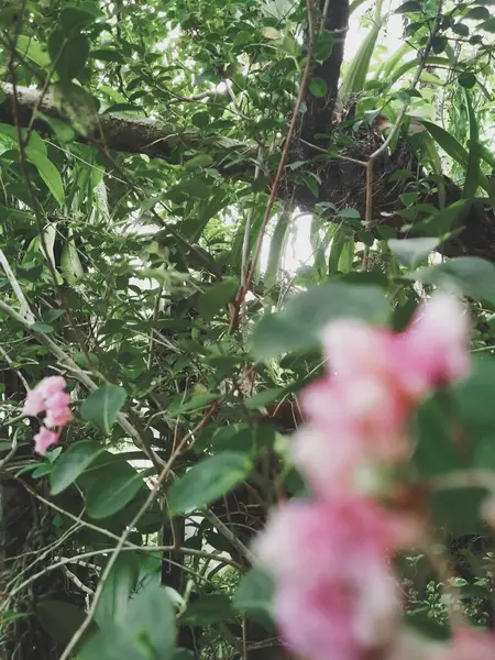 Borrão Flor Rosa Jardim Fundo Natural — Fotografia de Stock