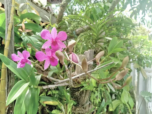 Красива Фіолетова Квітка Саду — стокове фото