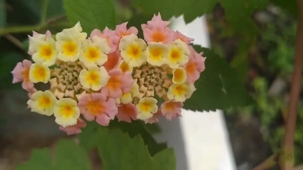 Video Cute Flowers Garden Blowing Wind — Stock Video