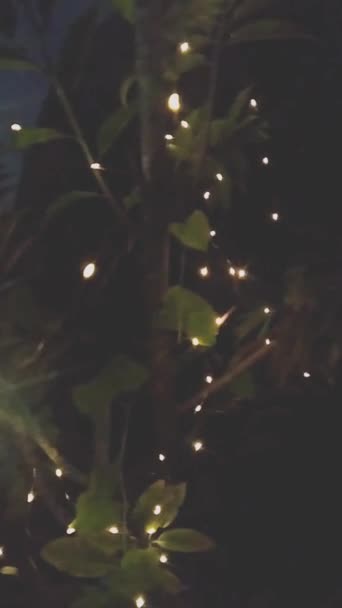 Video Lamp Hanging Tree — Stock Video