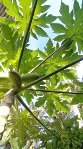 Vídeo Árbol Papaya Fructificación Frutas Tropicales — Vídeos de Stock