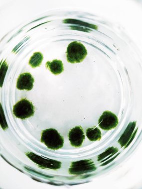 Beyaz arka planda cam bir kavanozda mini Marimo koleksiyonu. 