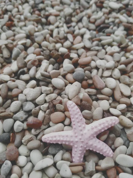Розовая Морская Звезда Камнями Пляже Каменный Фон — стоковое фото